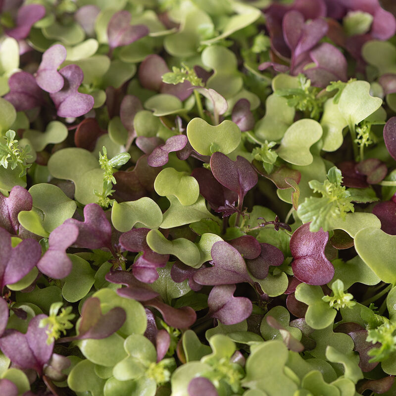Broccoli, Kale, Kohlrabi, Cabbage and Arugula microgreens seed blend for indoor growing.