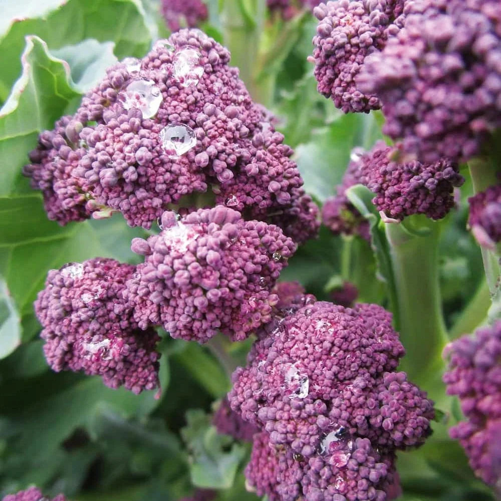Broccoli seeds for planting in home gardens and raised beds.