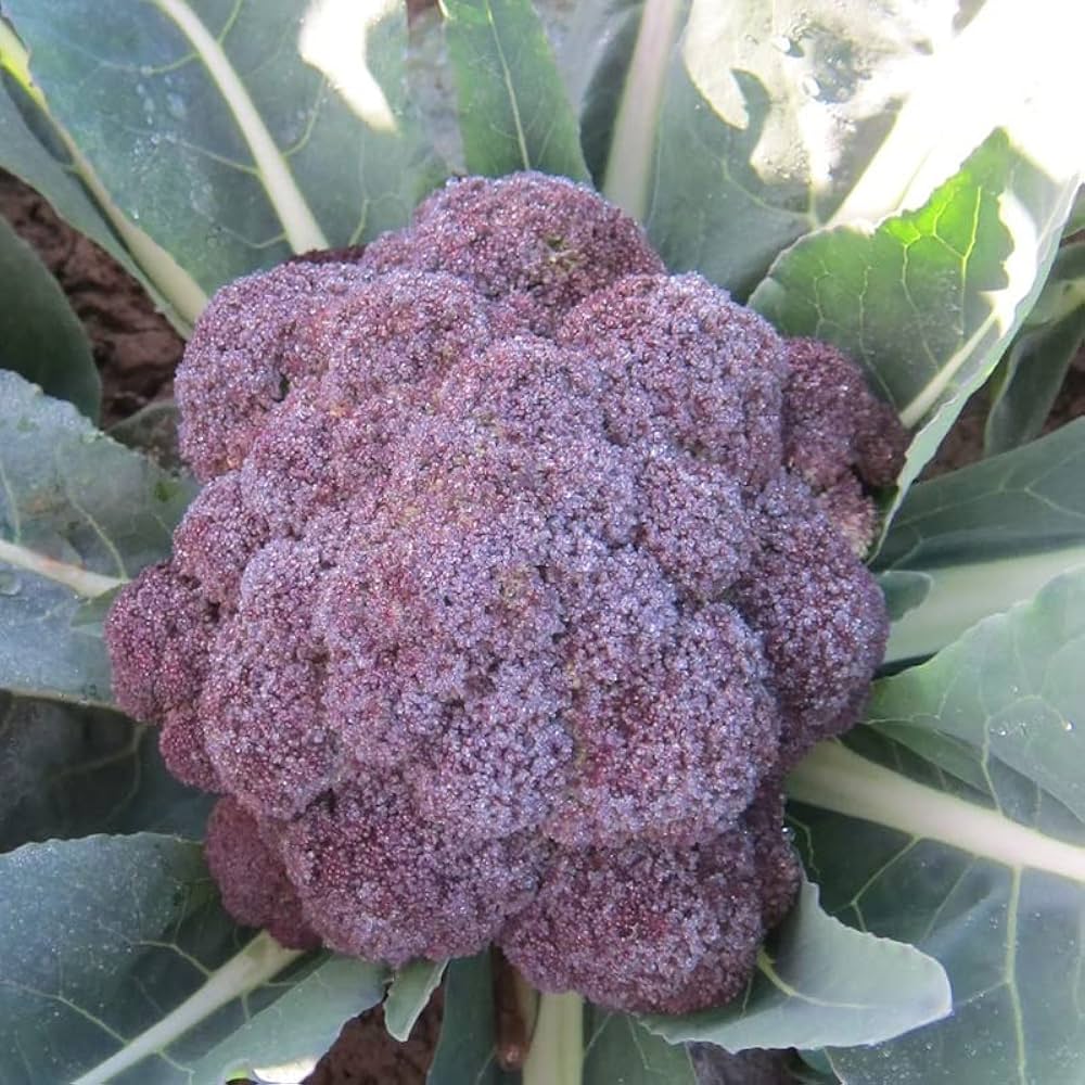 Broccoli vegetable seeds for growing in backyard gardens and edible landscapes.