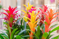 Mixed Bromeliad Tillandsia Flower seeds for Planting - Garden Favorite, Heirloom & GMO Free Seeds for Home Garden
 
 Sale seeds for home garden
