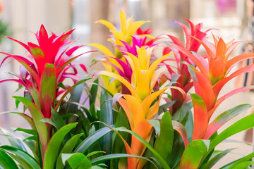 Mixed Bromeliad Tillandsia Flower seeds for Planting - Garden Favorite, Heirloom & GMO Free Seeds for Home Garden
 
 Sale seeds for home garden