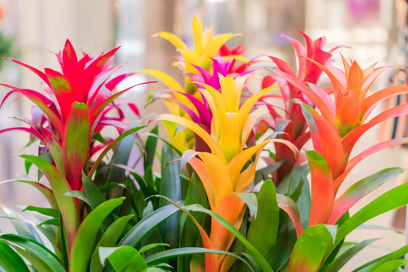 Mixed Bromeliad Tillandsia Flower seeds for Planting - Garden Favorite, Heirloom & GMO Free Seeds for Home Garden
 
 Sale seeds for home garden