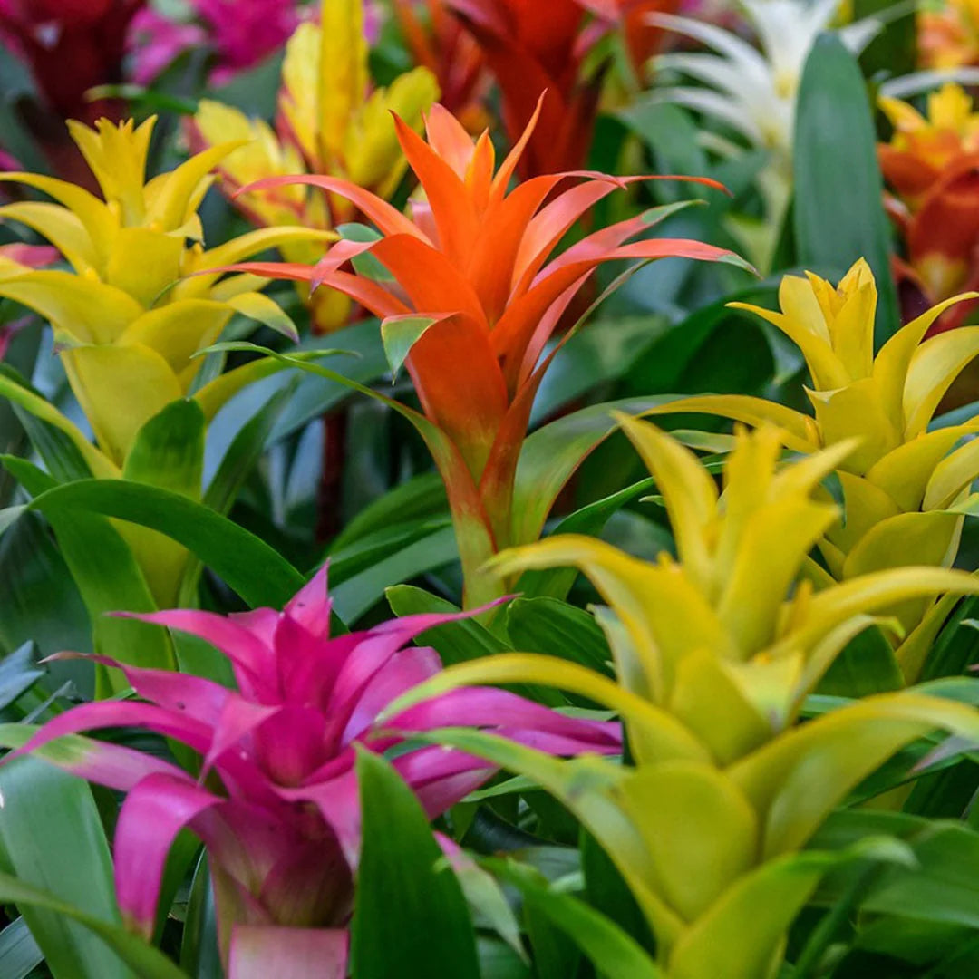 Mixed Bromeliad Seeds for Planting – Heirloom NonGMO SunLoving Organic Garden Seeds with High Germination
 
 Sale