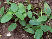 Brown Bambara Groundnut (Vigna subterranea) seeds for planting in home gardens