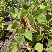 Brown Tepary Bean seeds prepared for planting in a home vegetable garden