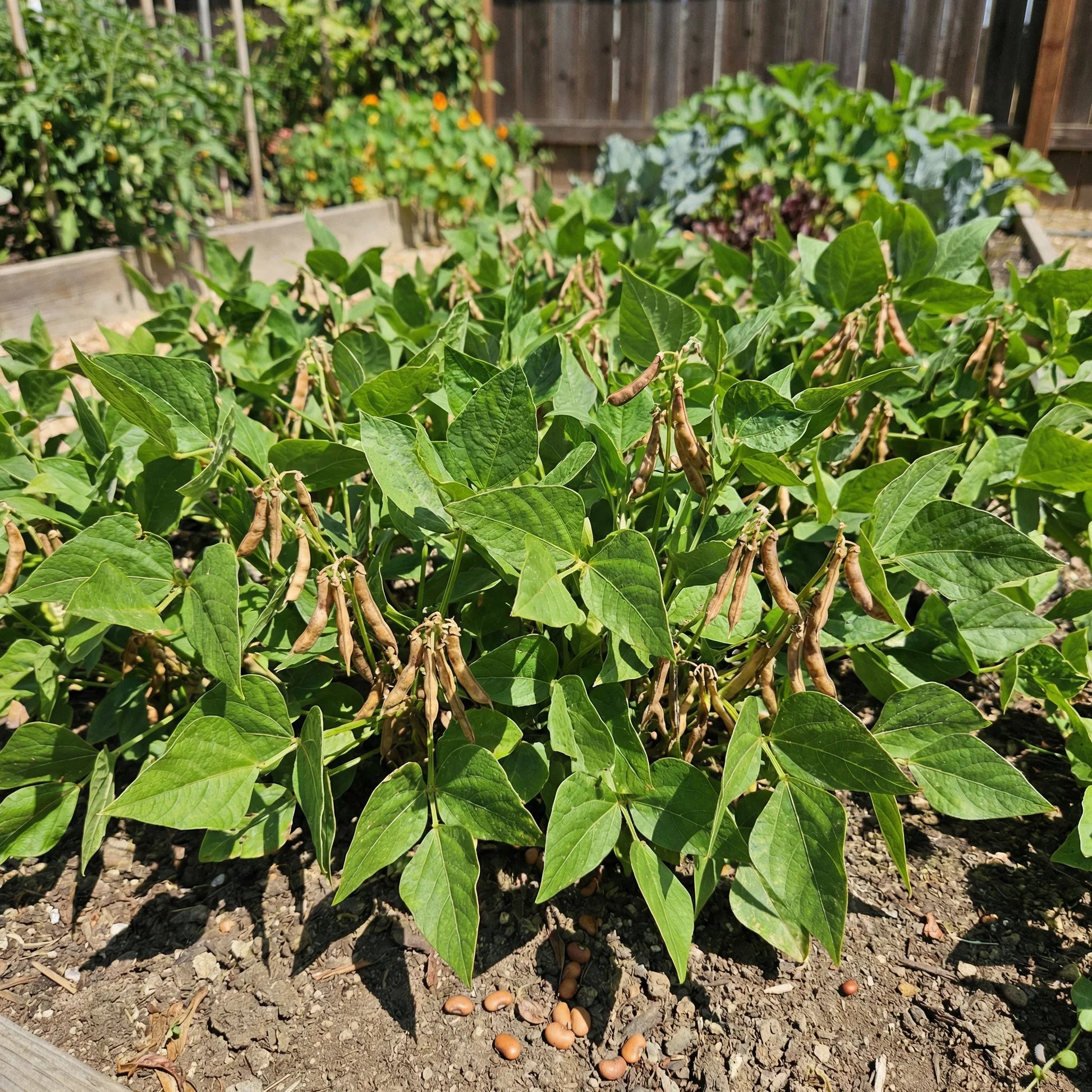 Brown Tepary Bean plants growing in a sunny raised garden bed