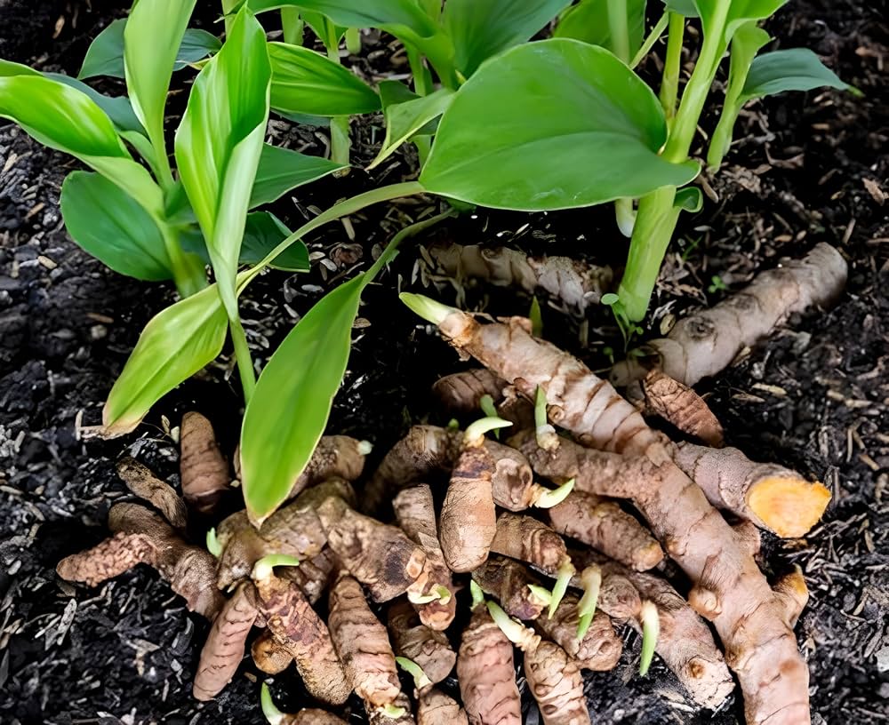 Brown Turmeric plants growing from premium quality heirloom seeds
