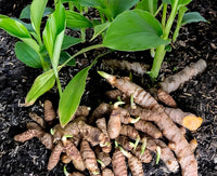 Brown Turmeric plants growing from premium quality heirloom seeds