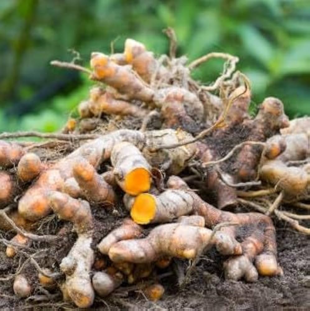 Heirloom Brown Turmeric herb seeds suitable for containers and raised beds