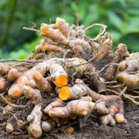 Heirloom Brown Turmeric herb seeds suitable for containers and raised beds