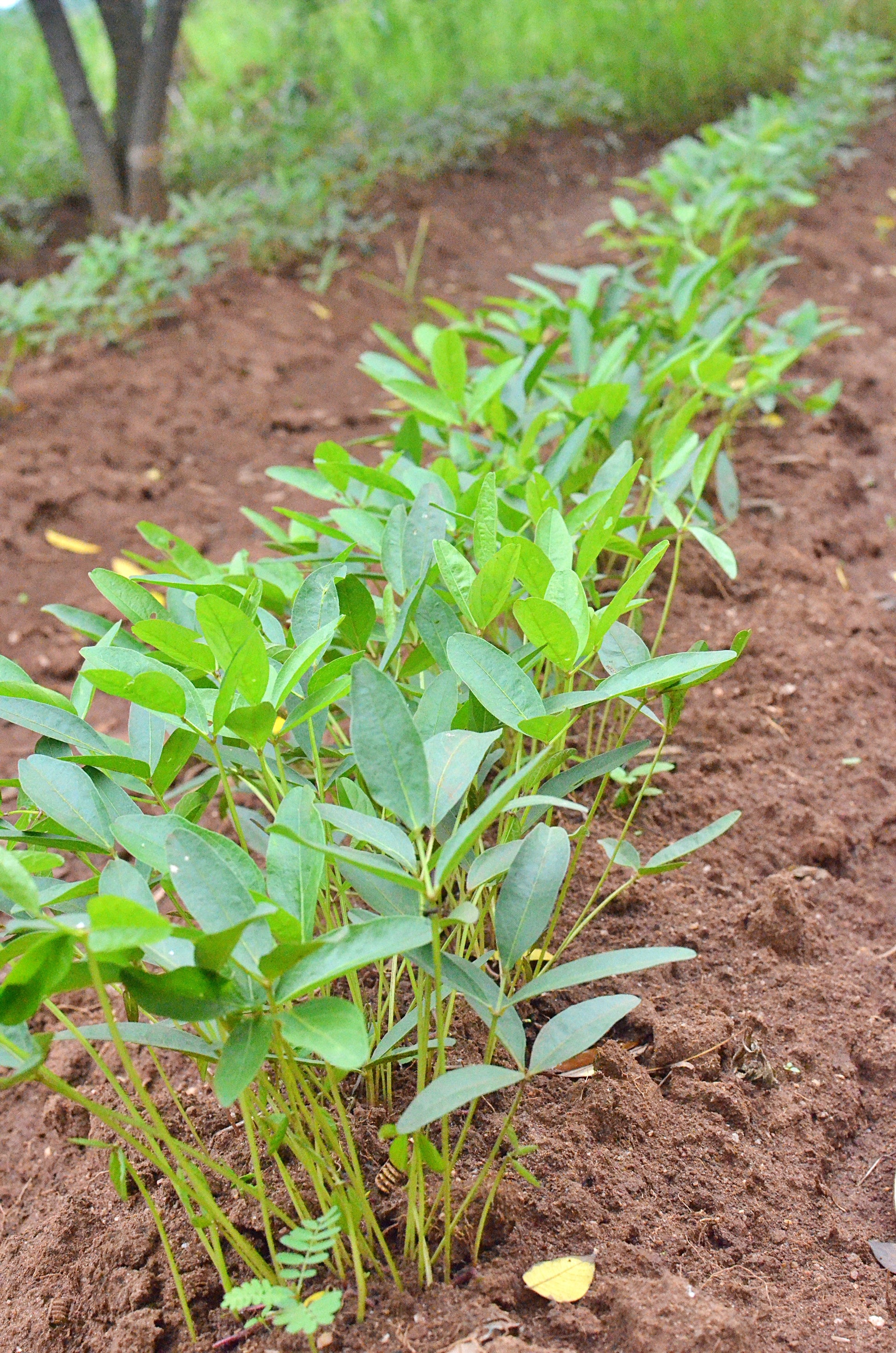 Heirloom Brown Vigna subterranea seeds suitable for raised beds and containers