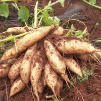 Brown Yacon seeds for growing root vegetables in backyard gardens.