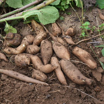 Brown Yacon vegetable seeds for planting in home gardens and raised beds.