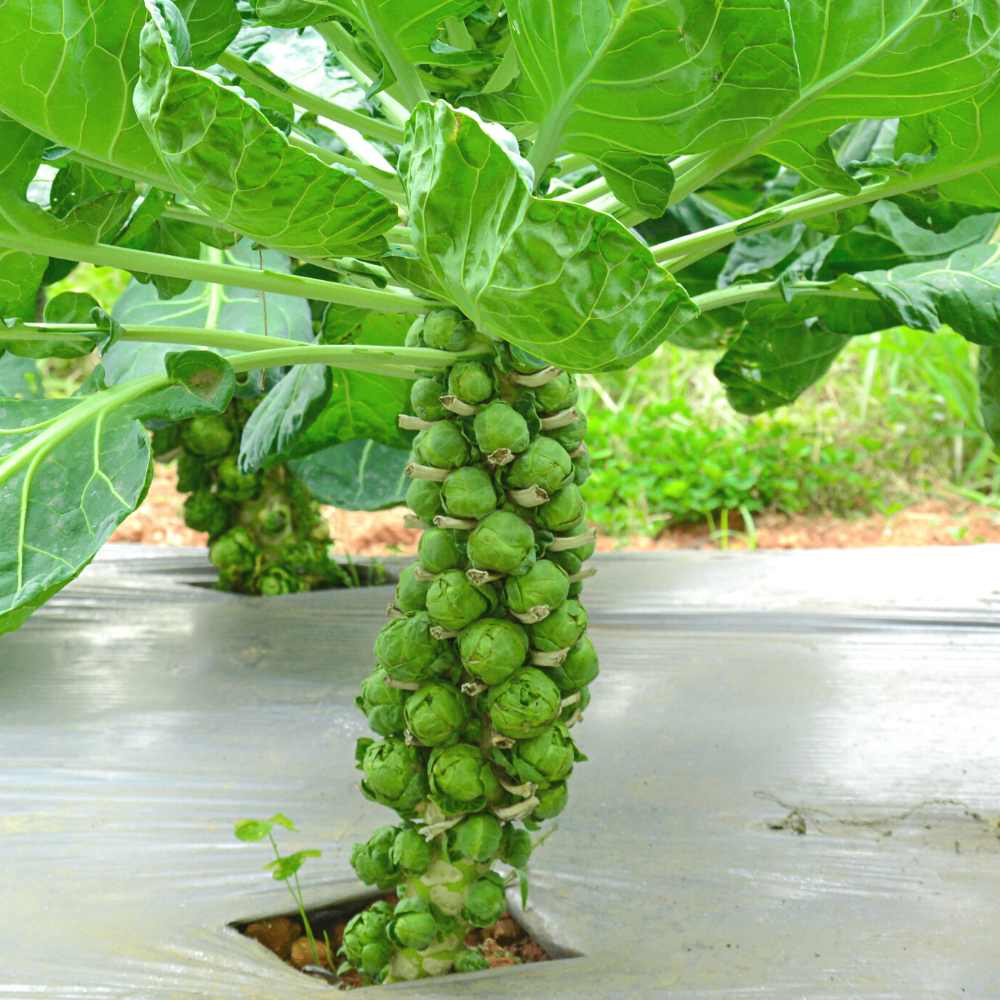 Brussels Sprout plants growing healthy green sprouts in a vegetable garden