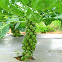 Brussels Sprout plants growing healthy green sprouts in a vegetable garden