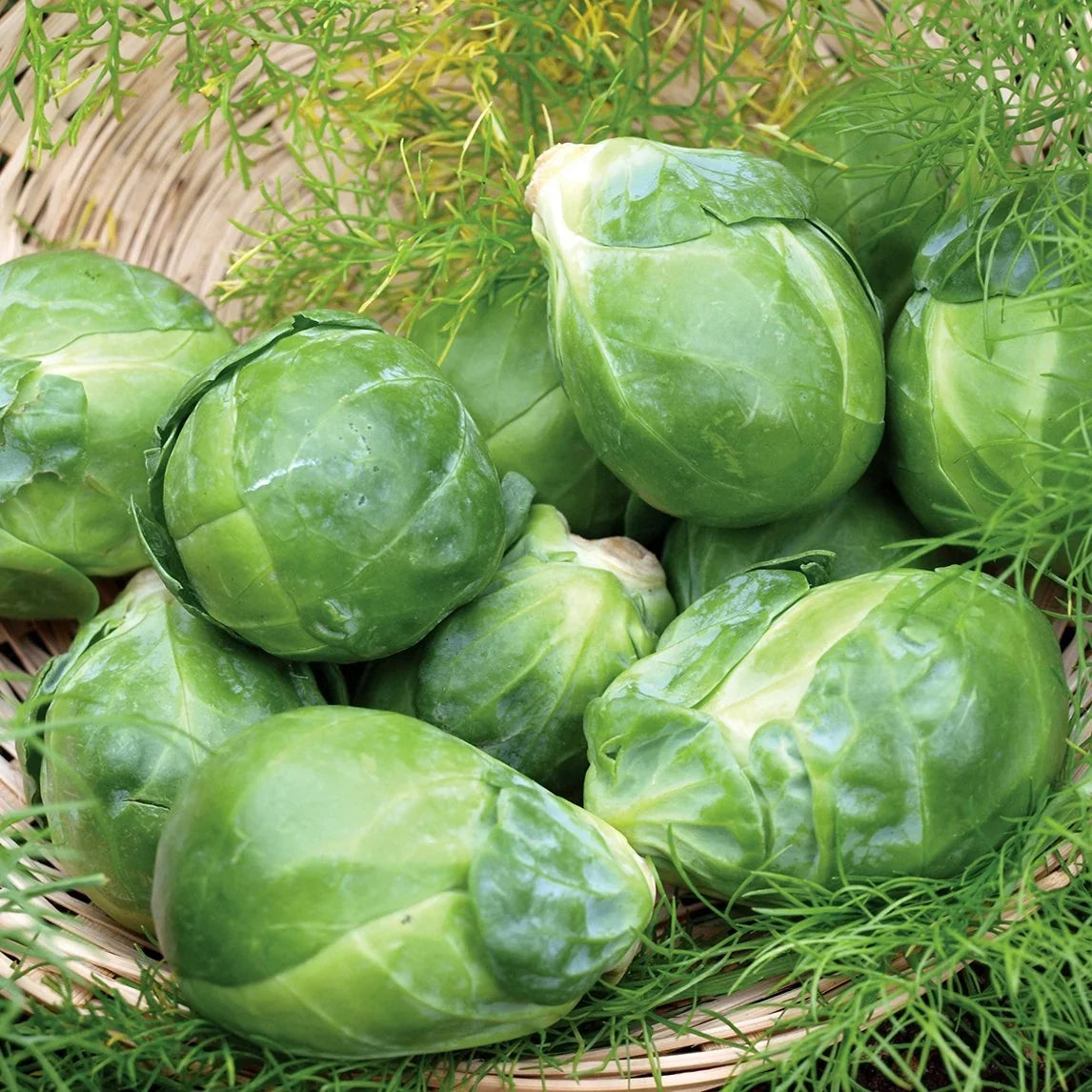 Brussels Sprout seeds for planting in home gardens and raised beds