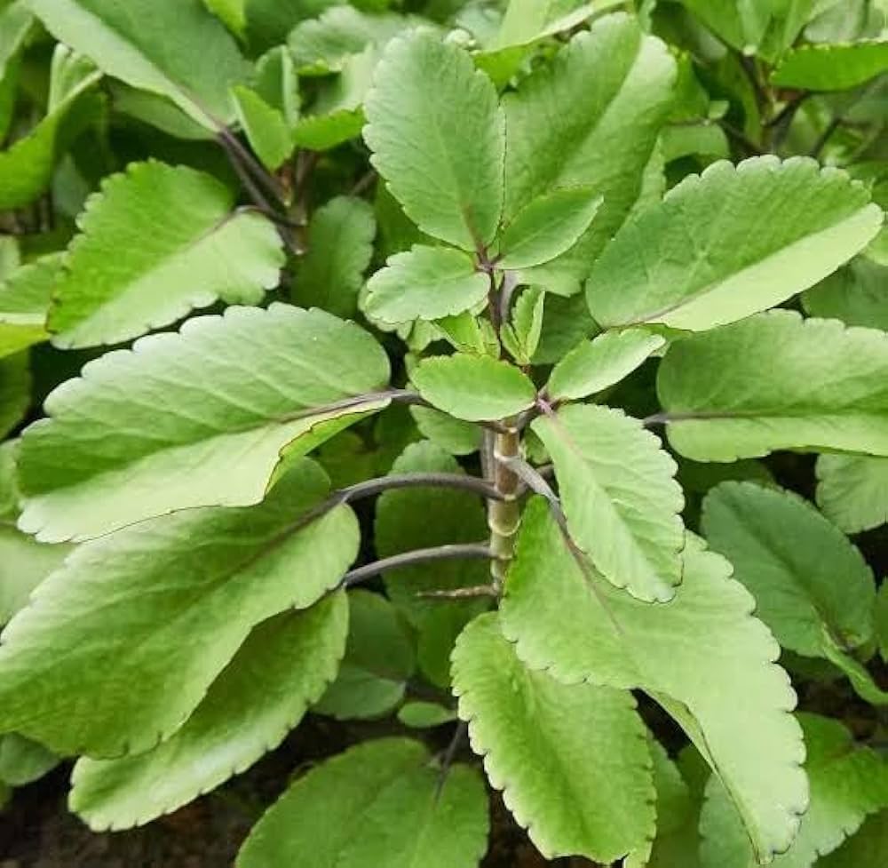 Bryophyllum pinnatum seeds for planting in containers and home gardens.