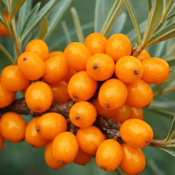 Buckthorn Hippophae Rhamnoides Seeds for Planting
