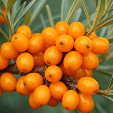 Buckthorn Hippophae Rhamnoides Seeds for Planting