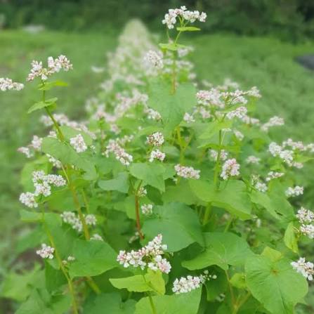 Healthy Buckwheat plants growing in an outdoor garden.