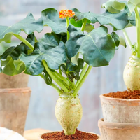 Buddha Tree Seedlings Emerging from Soil