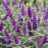 Violet Buddleja Flower seeds for Planting - Bright Blooms, Heirloom & GMO Free Seeds for Home Garden