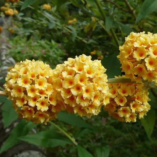 Buddleja weyeriana Sungold shrub with clusters of golden-yellow flowers.
