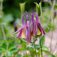 Unique Buergeriana Flower Seeds for Planting