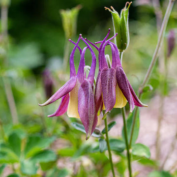 Unique Buergeriana Flower Seeds for Planting
