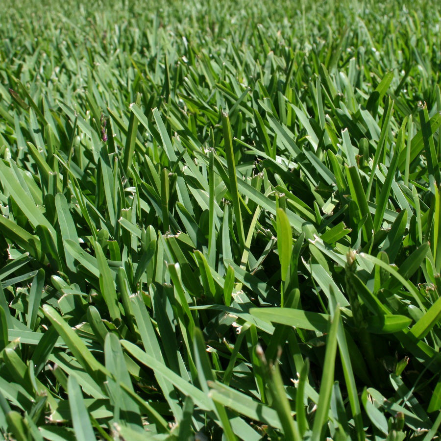 Buffalo Grass (Bouteloua dactyloides) seeds for planting in home lawns and gardens