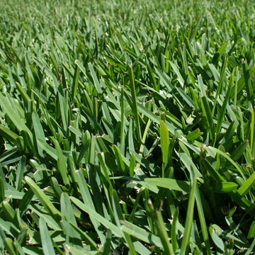 Buffalo Grass (Bouteloua dactyloides) seeds for planting in home lawns and gardens