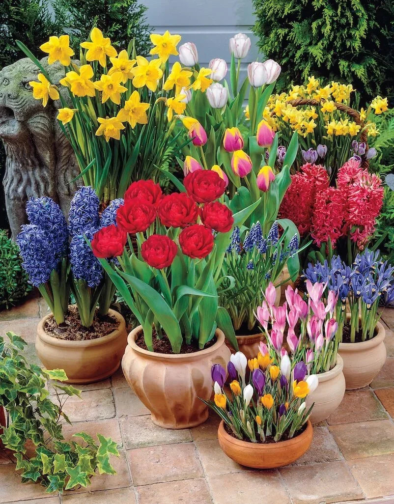 Ornamental Flower Bulbs | Perennial Variegated Foliage for Shade Gardens