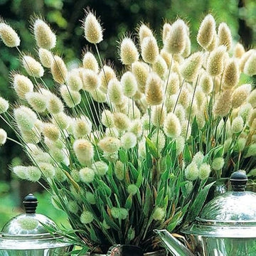 Bunny Tail Grass seeds for annual ornamental garden planting.