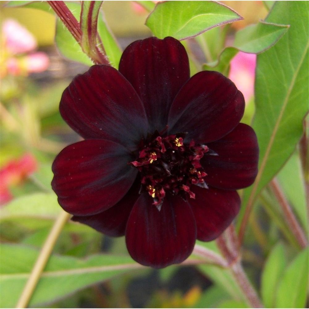 Cosmos atrosanguineus seeds for ornamental landscape planting and cottage gardens.