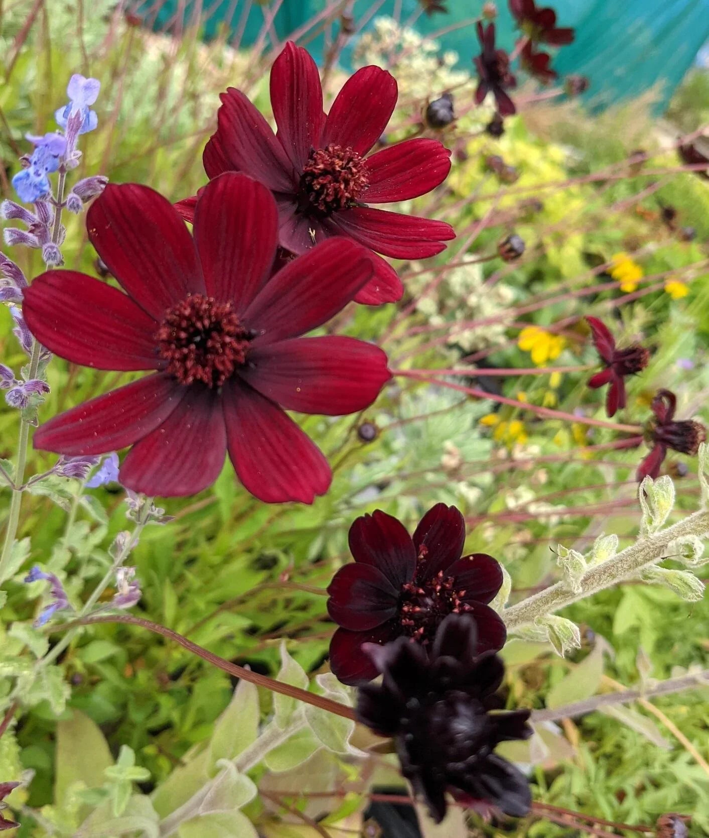 Cosmos atrosanguineus flower seeds for planting in home gardens and flower beds.
