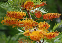Burgundy Grevillea Robusta Seeds for Planting