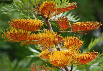 Burgundy Grevillea Robusta Seeds for Planting