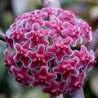 Burgundy Hoya Flowering Seeds for Planting