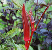 Burgundy Red okra seeds for home vegetable gardening.
