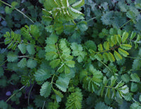 Young Burnet Seedlings Growing Indoors