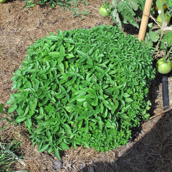 Bush Basil plants from seeds thriving in patio containers