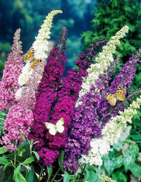 Bush Buddleia flower seeds for planting vibrant shrubs