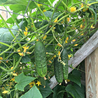 Bush gherkin cucumber plants growing in a home vegetable garden.