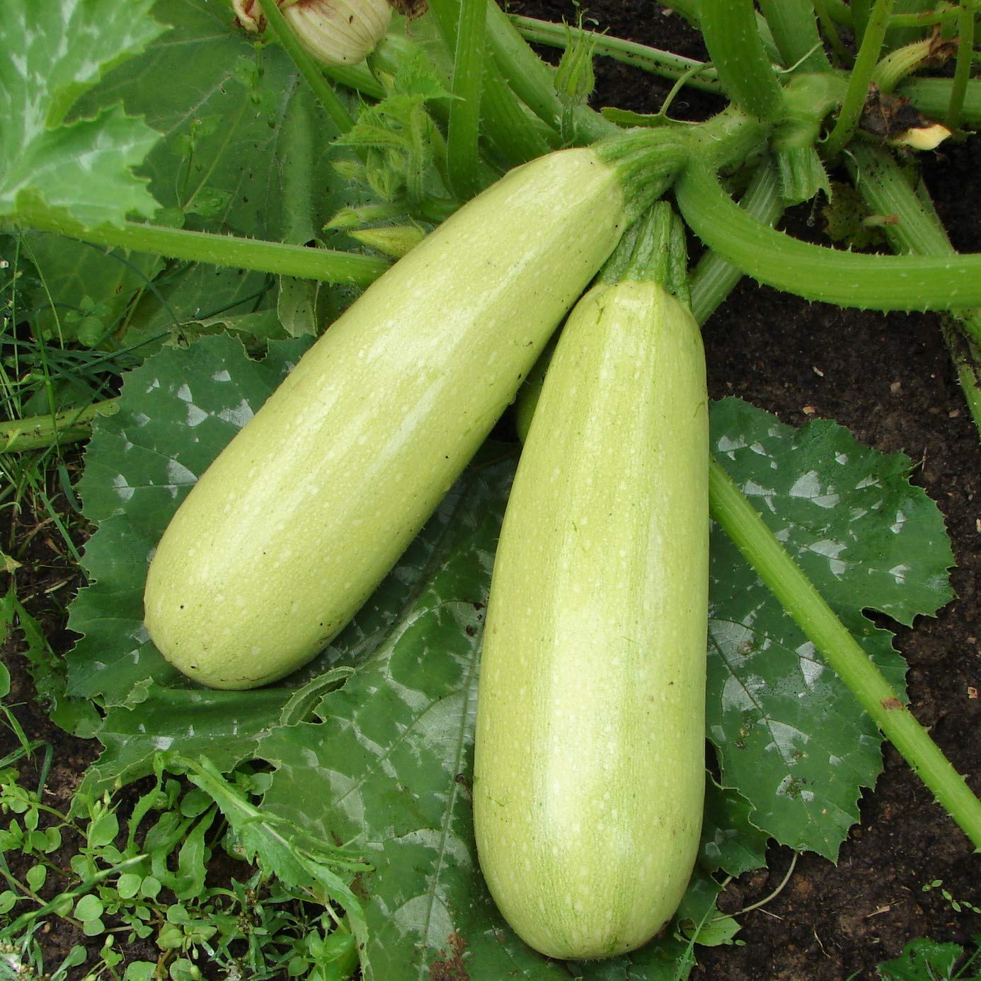 Bush zucchini plants growing in a healthy home vegetable garden.