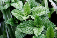 Bushy mint herb plant growing outdoors