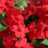 Busy Lizzie Flower Seeds for colorful garden displays