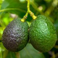 Butter Fruit avocado seeds suitable for orchards, raised beds, and large containers.