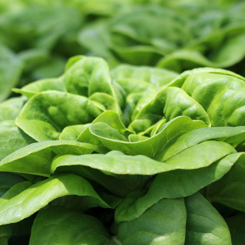 Fresh Green Buttercrunch Lettuce Leaves Growing