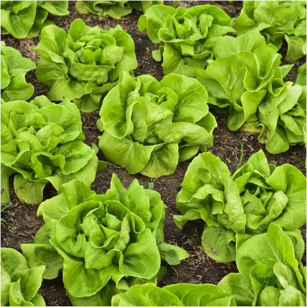 Buttercrunch Lettuce Vegetable Plants in Home Garden