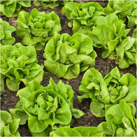 Buttercrunch Lettuce Vegetable Plants in Home Garden